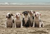 BOULEDOGUE AMERICAIN 128